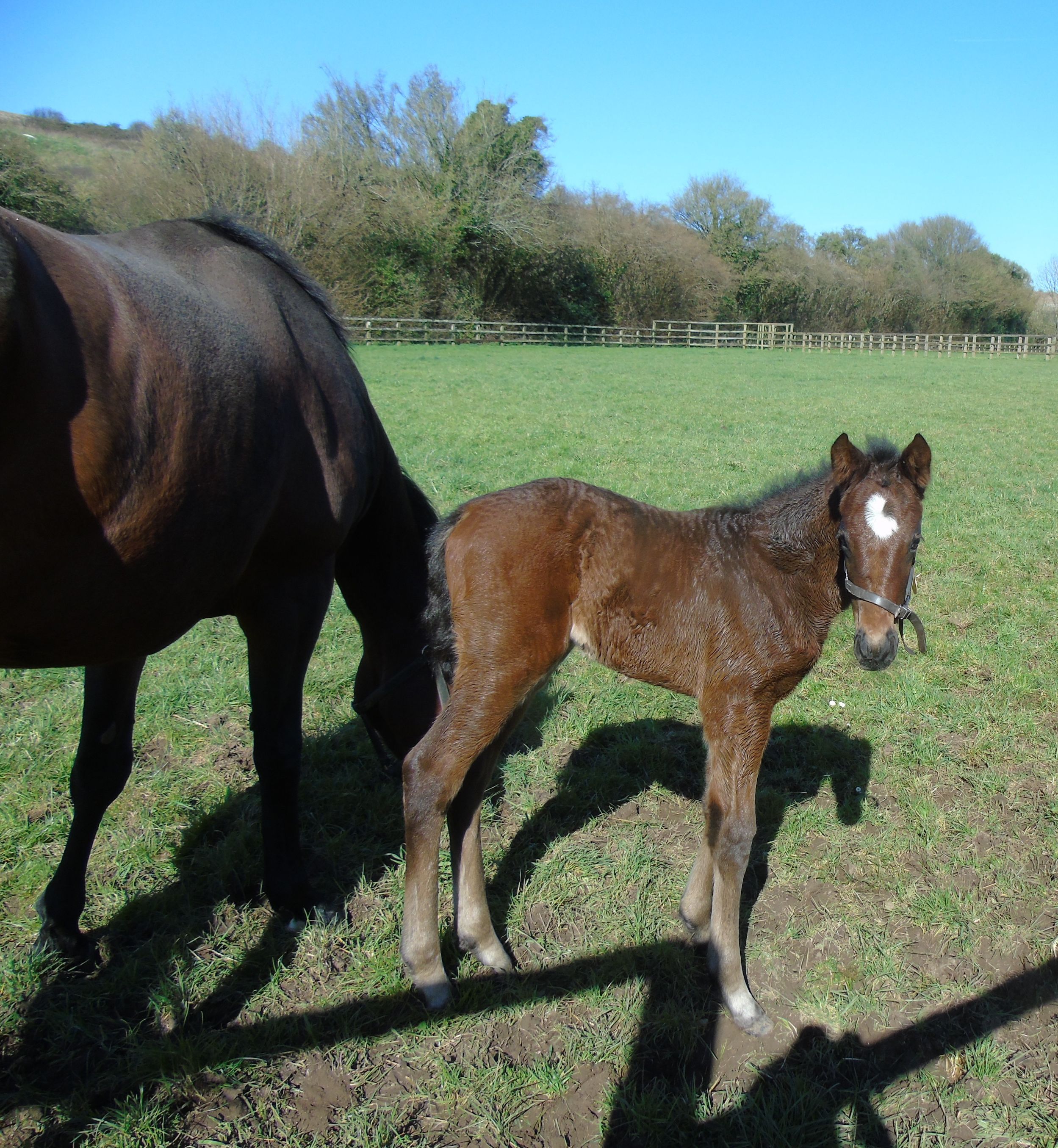 2026 bay filly by Kingman